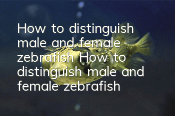 How to distinguish male and female zebrafish How to distinguish male and female zebrafish