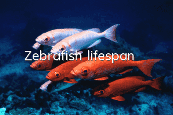 Zebrafish lifespan