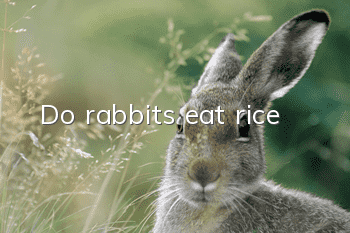 Do rabbits eat rice?