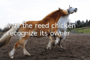 Will the reed chicken recognize its owner?