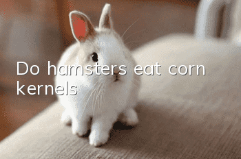 Do hamsters eat corn kernels?