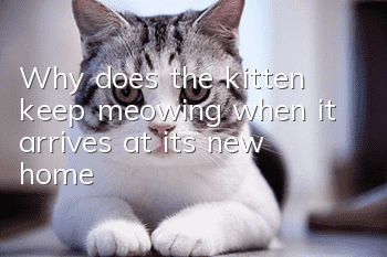 Why does the kitten keep meowing when it arrives at its new home?
