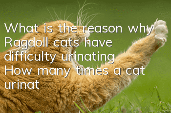 What is the reason why Ragdoll cats have difficulty urinating? How many times a cat urinates a day is normal!