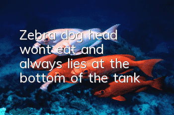 Zebra dog head won't eat and always lies at the bottom of the tank