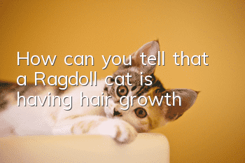 How can you tell that a Ragdoll cat is having hair growth?