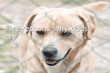 Five reasons why dogs cry