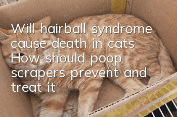 Will hairball syndrome cause death in cats? How should poop scrapers prevent and treat it?