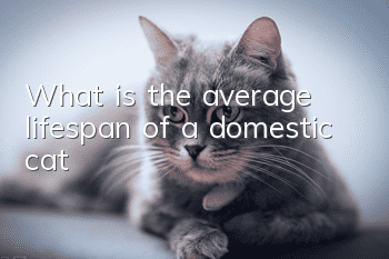 What is the average lifespan of a domestic cat?
