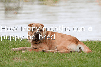 How many months can a puppy be bred?