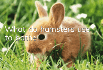 What do hamsters use to bathe?