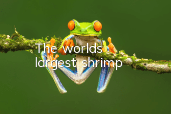The world's largest shrimp