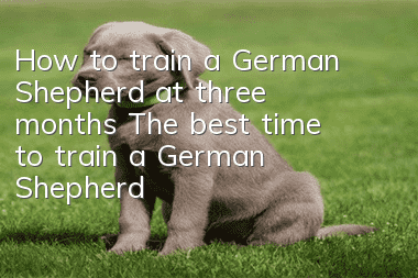 How to train a German Shepherd at three months? The best time to train a German Shepherd!