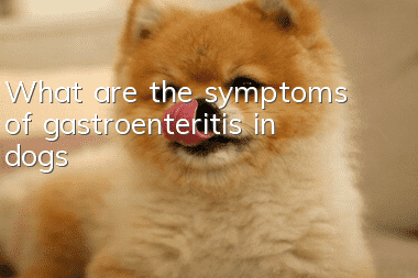 What are the symptoms of gastroenteritis in dogs?