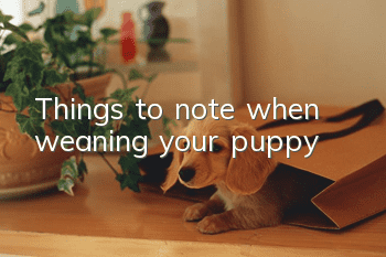 Things to note when weaning your puppy