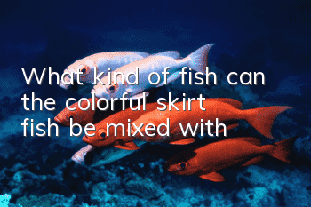 What kind of fish can the colorful skirt fish be mixed with?