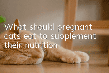 What should pregnant cats eat to supplement their nutrition?