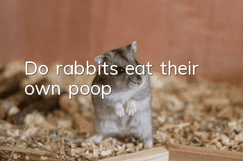 Do rabbits eat their own poop?