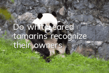 Do white-eared tamarins recognize their owners?