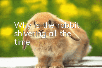 Why is the rabbit shivering all the time?
