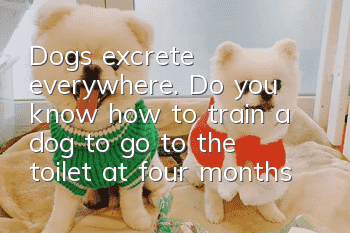 Dogs excrete everywhere. Do you know how to train a dog to go to the toilet at four months old?