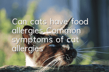 Can cats have food allergies? Common symptoms of cat allergies