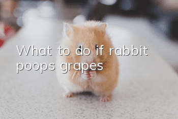 What to do if rabbit poops grapes