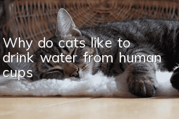 Why do cats like to drink water from human cups?