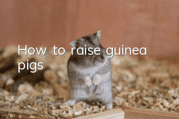 How to raise guinea pigs
