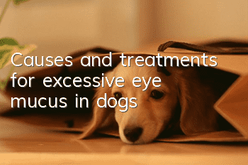 Causes and treatments for excessive eye mucus in dogs