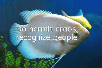 Do hermit crabs recognize people?