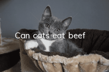 Can cats eat beef?