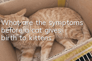 What are the symptoms before a cat gives birth to kittens?