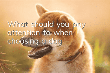 What should you pay attention to when choosing a dog?