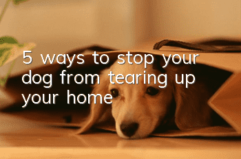 5 ways to stop your dog from tearing up your home