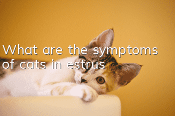 What are the symptoms of cats in estrus?