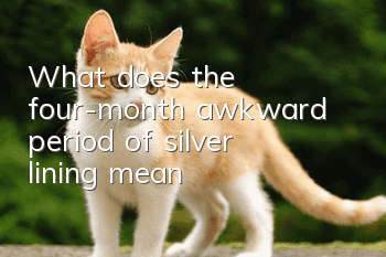 What does the four-month awkward period of silver lining mean?