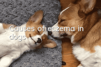 Causes of eczema in dogs