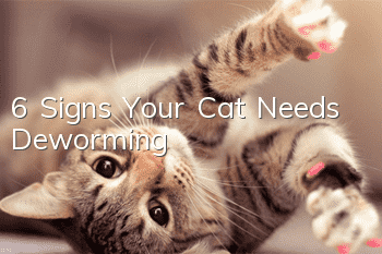 6 Signs Your Cat Needs “Deworming”