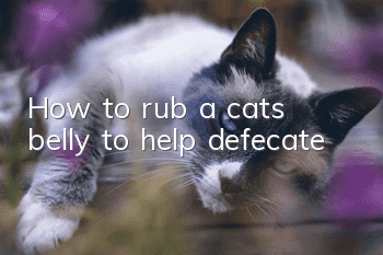 How to rub a cat’s belly to help defecate