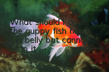 What should I do if the guppy fish has a big belly but cannot fit in it?