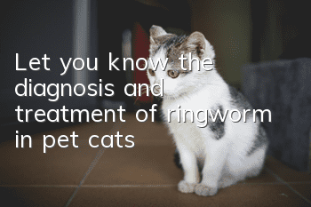 Let you know the diagnosis and treatment of ringworm in pet cats!