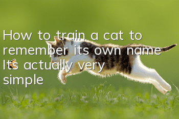 How to train a cat to remember its own name? It’s actually very simple!