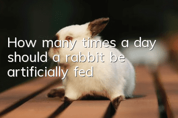 How many times a day should a rabbit be artificially fed?