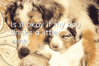 Is it okay if my dog drinks a little wine?