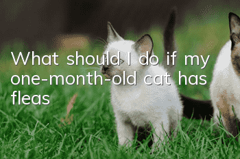 What should I do if my one-month-old cat has fleas?