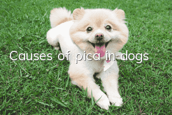 Causes of pica in dogs