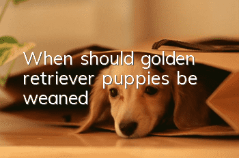 When should golden retriever puppies be weaned?