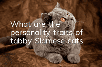 What are the personality traits of tabby Siamese cats?