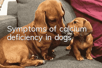 Symptoms of calcium deficiency in dogs