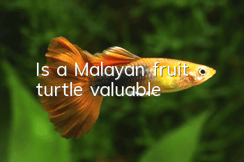 Is a Malayan fruit turtle valuable?